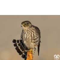 گونه ترمتای Merlin